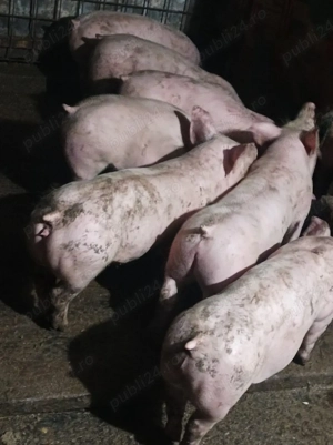 Soldanei 40-45 kg  - imagine 4