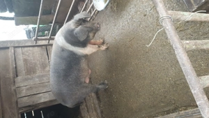 Porci bazna de vânzare - imagine 5