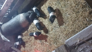 Porci bazna de vânzare - imagine 2