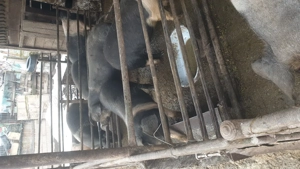 Porci bazna de vânzare - imagine 4