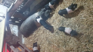 Porci bazna de vânzare