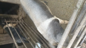 Porci bazna de vânzare - imagine 3