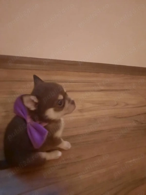 Trei pui chihuahua de vanzare - imagine 3