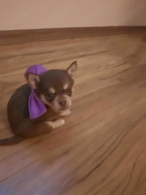 Trei pui chihuahua de vanzare - imagine 4