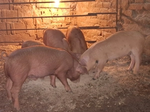 Vând șoldani duroc