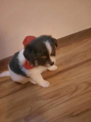 Trei pui chihuahua de vanzare - imagine 5