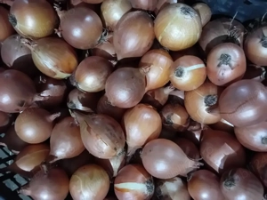     Ceapă Românească Autentică   Direct din Grădina Noastră din Izvoarele!  Cauți gustul adevărat de