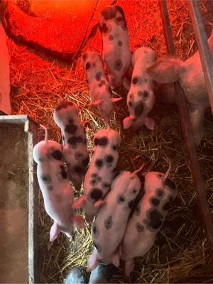 de vinzare scroafa cu 9 purcei de 4 saptamini - imagine 2