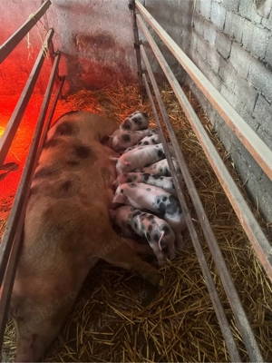 de vinzare scroafa cu 9 purcei de 4 saptamini - imagine 3