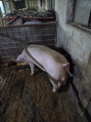 Vand Vier Activ Landrace cu Duroc 130kg - imagine 5