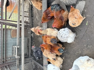 Vand cocosi si gaini Brahma - imagine 3