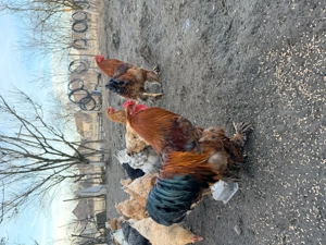 Vand cocosi si gaini Brahma - imagine 2