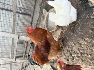 Vand cocosi si gaini Brahma - imagine 5