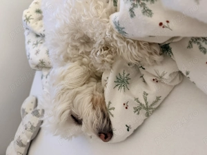 Vand cocosi si gaini Brahma - imagine 6