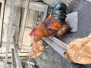 Vand cocosi si gaini Brahma - imagine 4