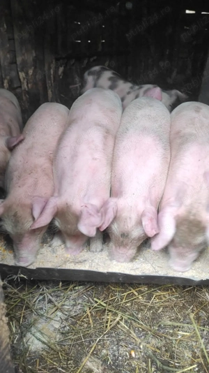 Purcei de vânzare. - imagine 2