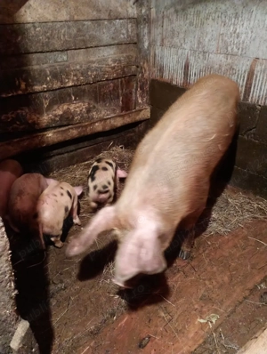 scroafă cu 4 purcei de vânzare 