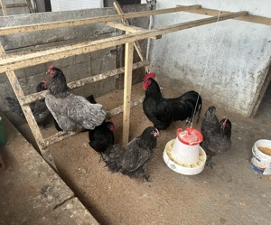 Vand oua de incubat New Hampshire si Australorp  - imagine 2