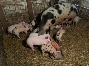 Vând o scroafă și 12 purcei  - imagine 2