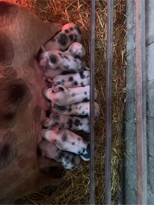 de vinzare scroafa cu 9 purcei de 4 saptamini  - imagine 2