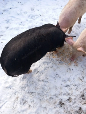 Porci de 6 luni - imagine 2