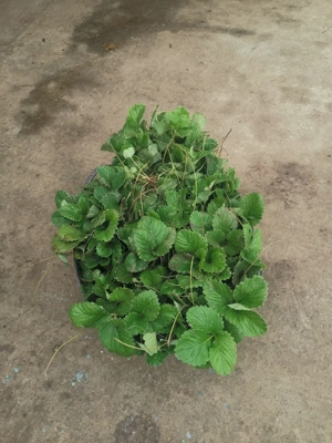 Vând stoloni de căpșuni 0,50 buc și butasi de zmeură 2lei buc remontat 