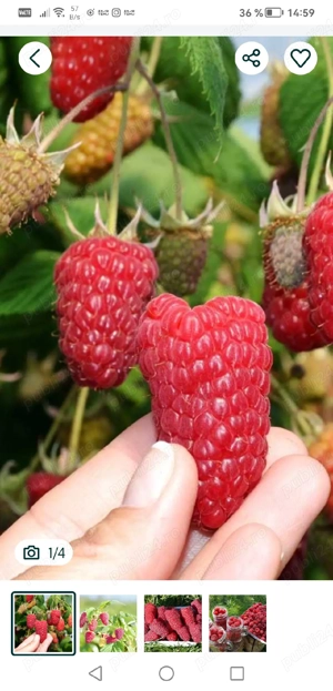 Vând stoloni de căpșuni 0,50 buc și butasi de zmeură 2lei buc remontat  - imagine 3