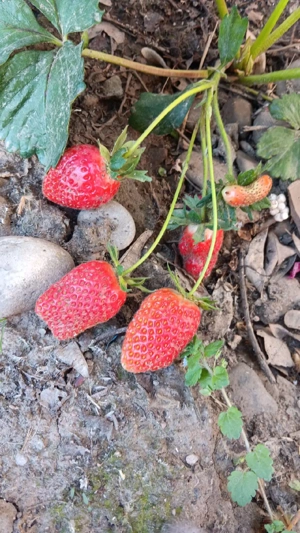 Vând stoloni de căpșuni 0,50 buc și butasi de zmeură 2lei buc remontat  - imagine 5