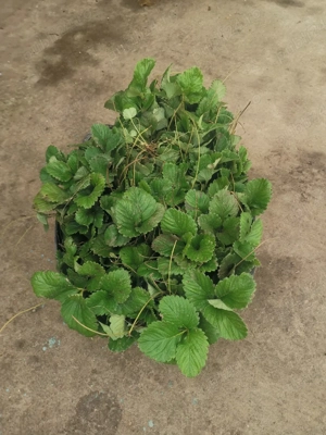 Vând stoloni de căpșuni Albion 0,50 buc 