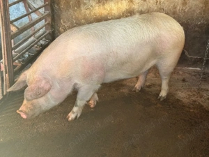 Vând porc  - imagine 4