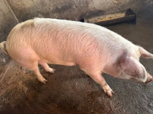 Vând porc  - imagine 3