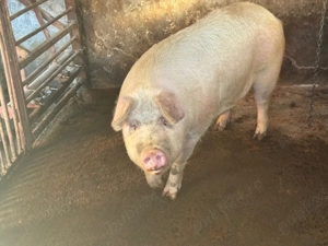 Vând porc  - imagine 2