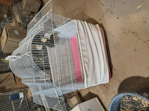 Papagali peruș pui și maturi