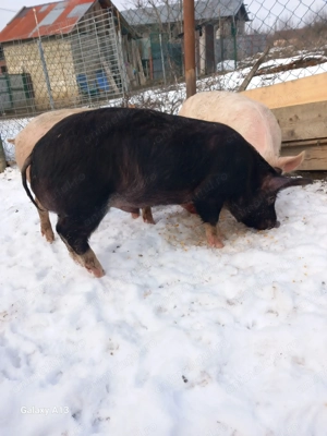 Porci de 6 luni - imagine 4