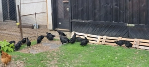 Oua incubat - imagine 2