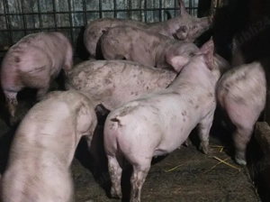 Soldanei 40-45 kg - imagine 3