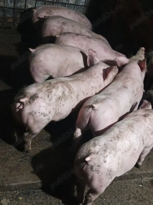 Soldanei 40-45 kg - imagine 4