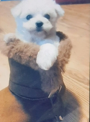 Vand bichon miny toy fetita 6 saptamani
