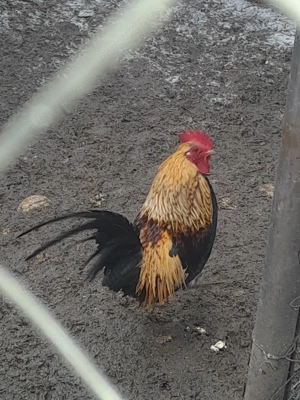 Găini pitice  - imagine 3