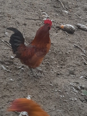 Găini pitice  - imagine 2