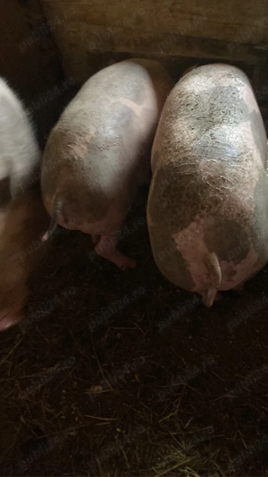 Vând sau schimb cu alte animale! - imagine 3