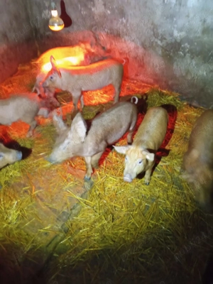 Purcei marele alb   duroc și pietrain.  - imagine 2