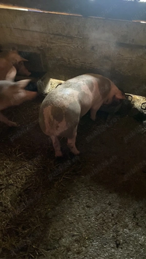 Vând sau schimb cu alte animale! - imagine 2