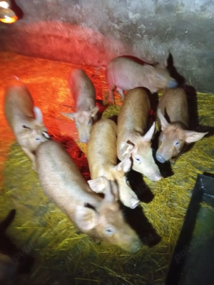 Purcei marele alb   duroc și pietrain.  - imagine 3