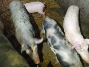 Purcei marele alb   duroc și pietrain.  - imagine 5