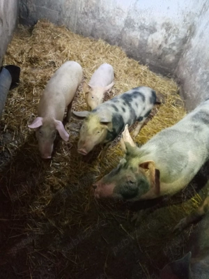 Purcei marele alb   duroc și pietrain.  - imagine 4