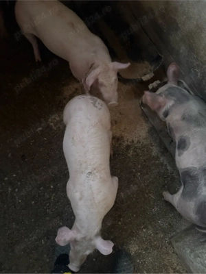 Purceii de vanzare Marele Alb 