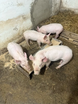 Purceii de vanzare Marele Alb  - imagine 4