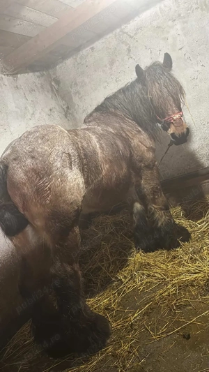 Vând cal de 8 ani cu acte  cal ardenez  - imagine 5