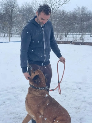 Ciobanesc malinois - imagine 2